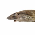 Pawgarden Snacks -Haai