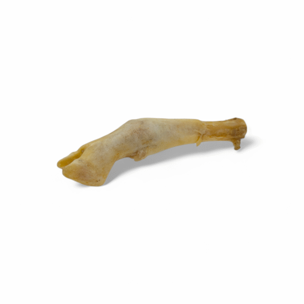 Lamspoot