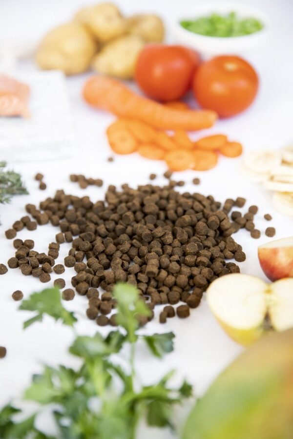 KIVO Kattenbrok | Verse Zalm